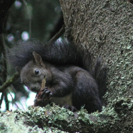 Sciurus vulgaris